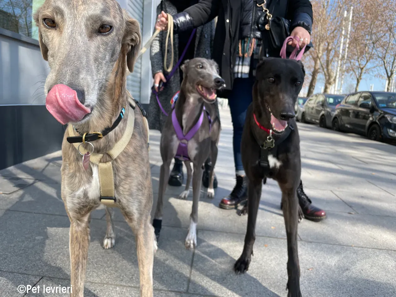 Zeeny greyhound blackdog dog levriero foster 10