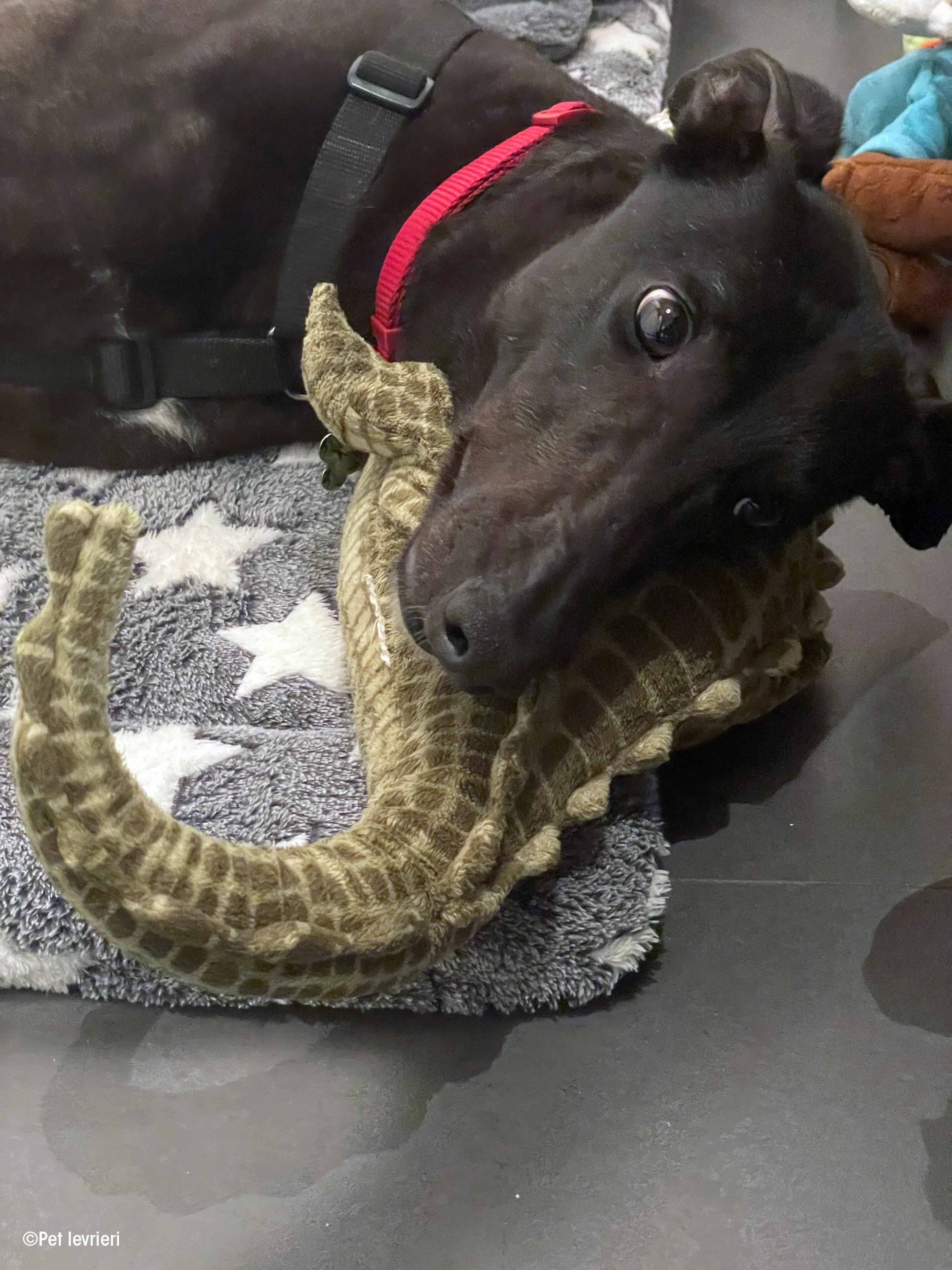 Zeeny greyhound blackdog dog levriero foster 11