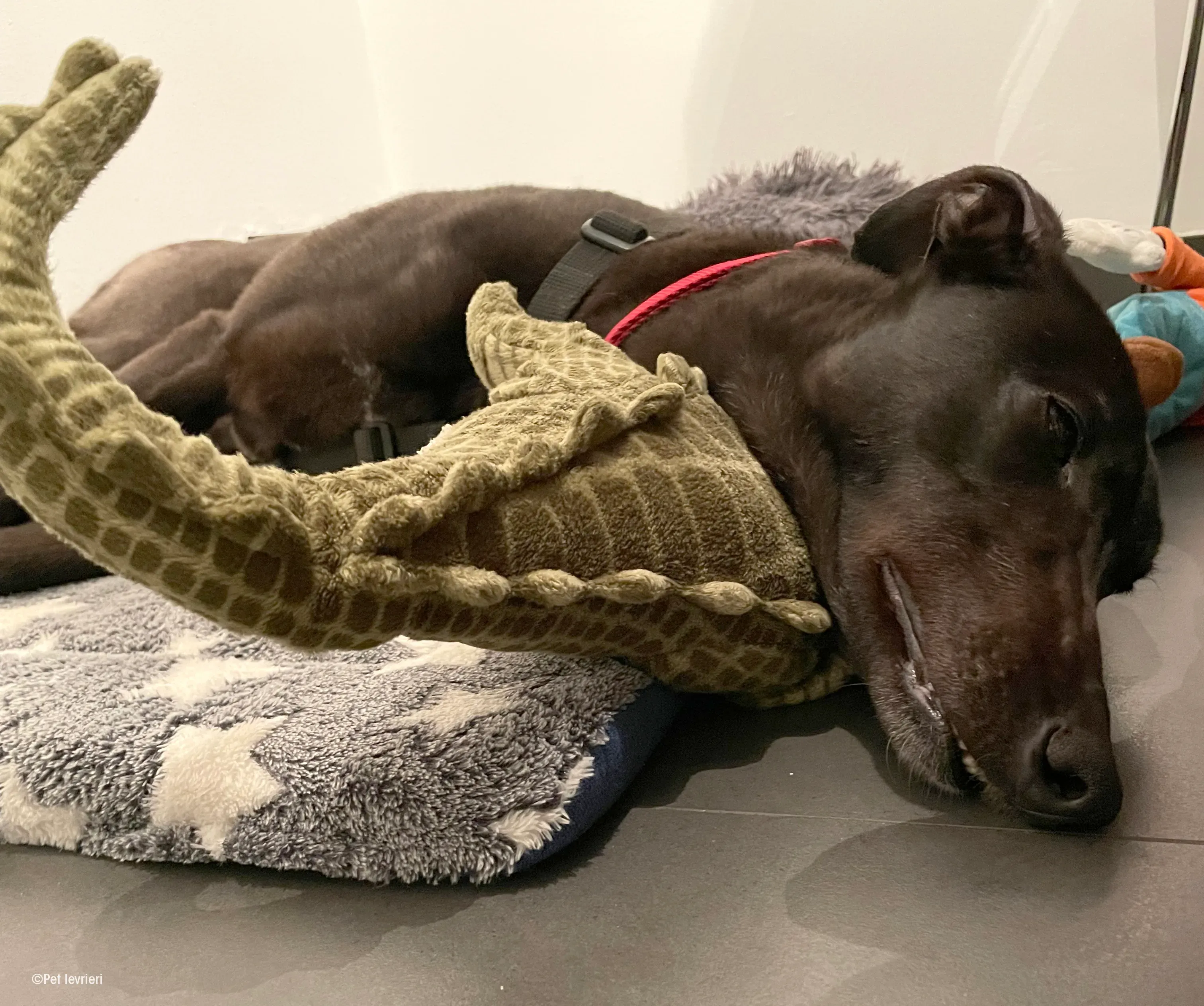 Zeeny greyhound blackdog dog levriero foster 12