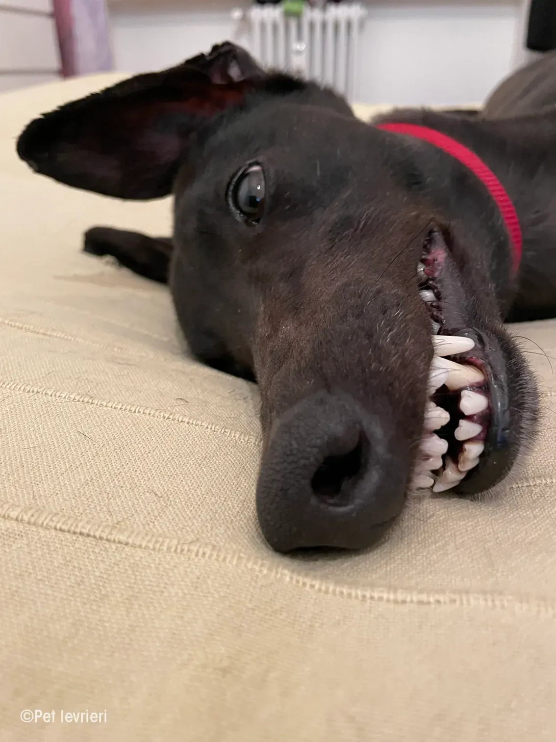 Zeeny greyhound blackdog dog levriero foster 13