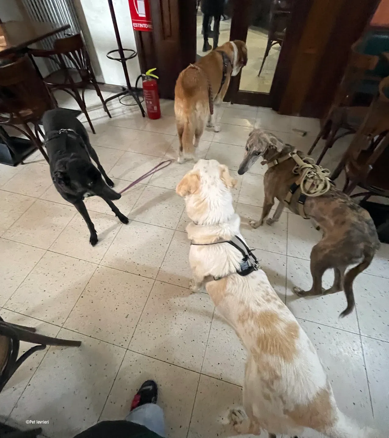 Zeeny greyhound blackdog dog levriero foster 14