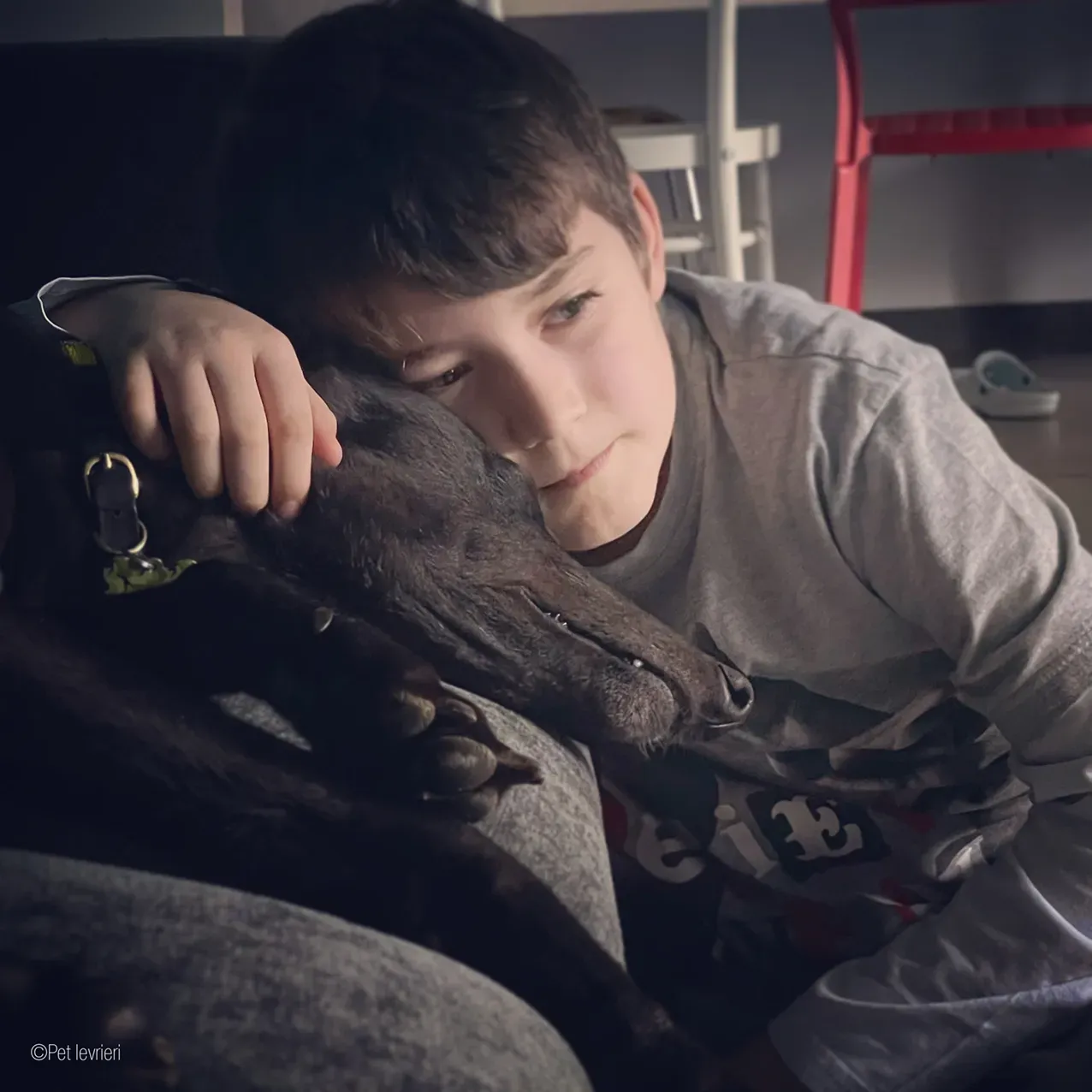 Zeeny greyhound blackdog dog levriero foster 15