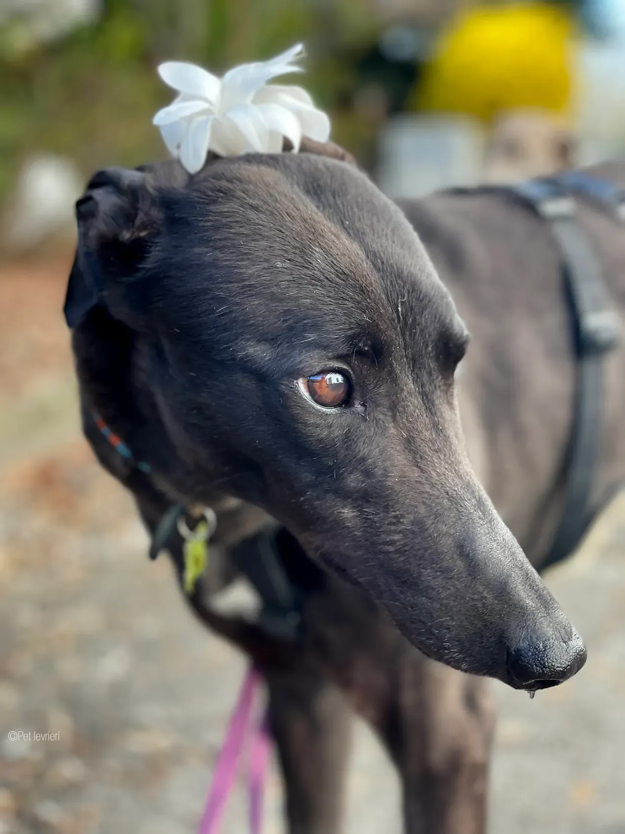 Zeeny greyhound blackdog dog levriero foster 16