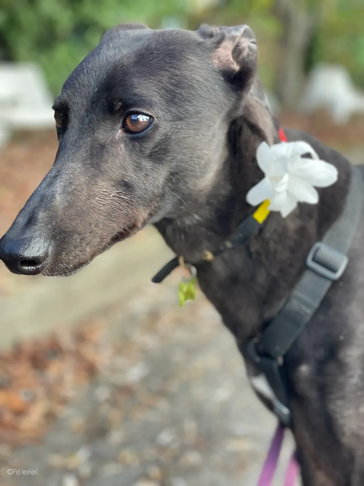 Zeeny greyhound blackdog dog levriero foster 17