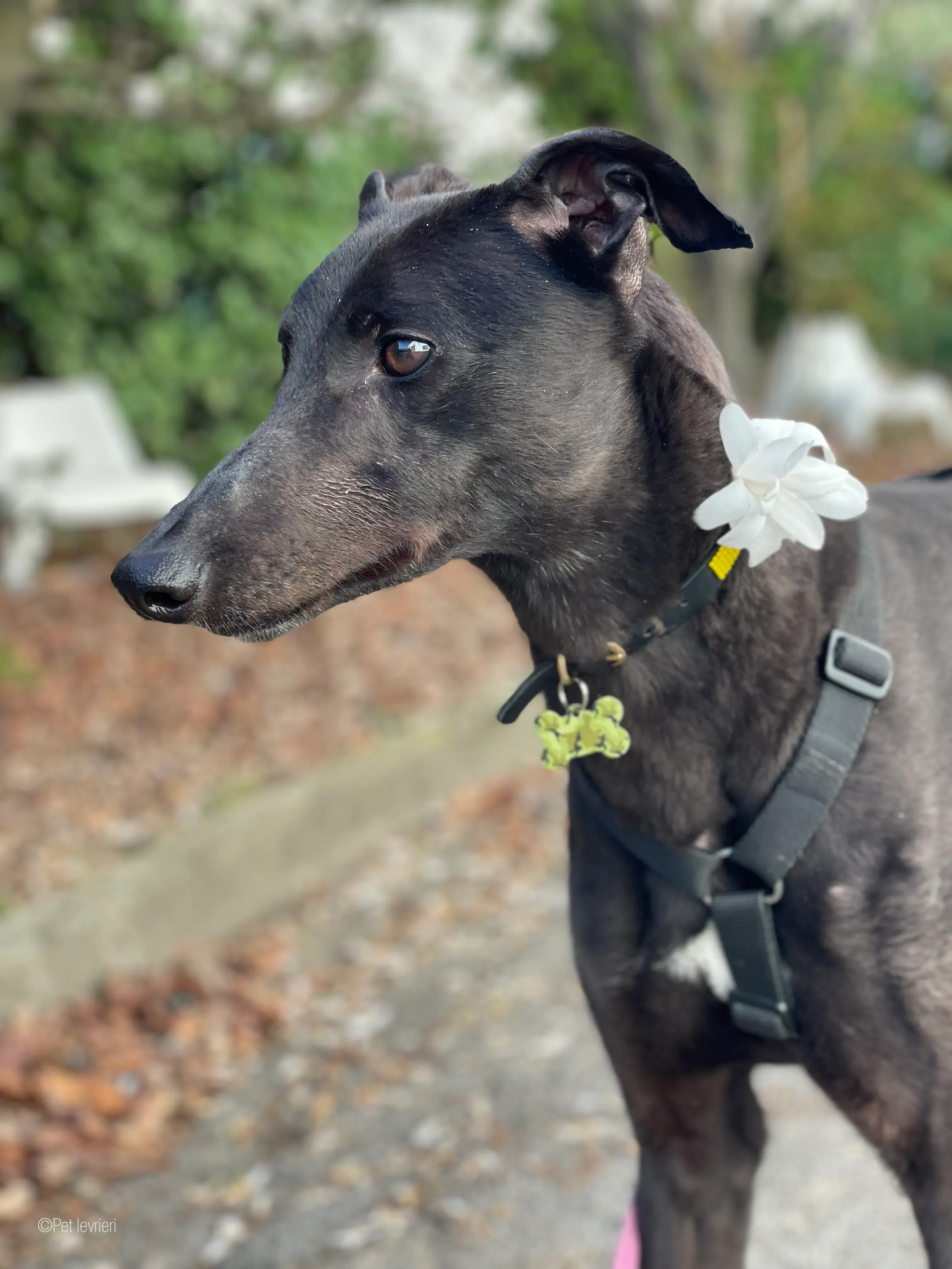 Zeeny greyhound blackdog dog levriero foster 18