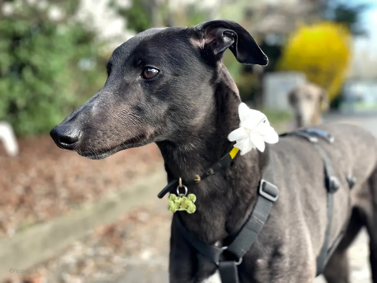 Zeeny greyhound blackdog dog levriero foster 19
