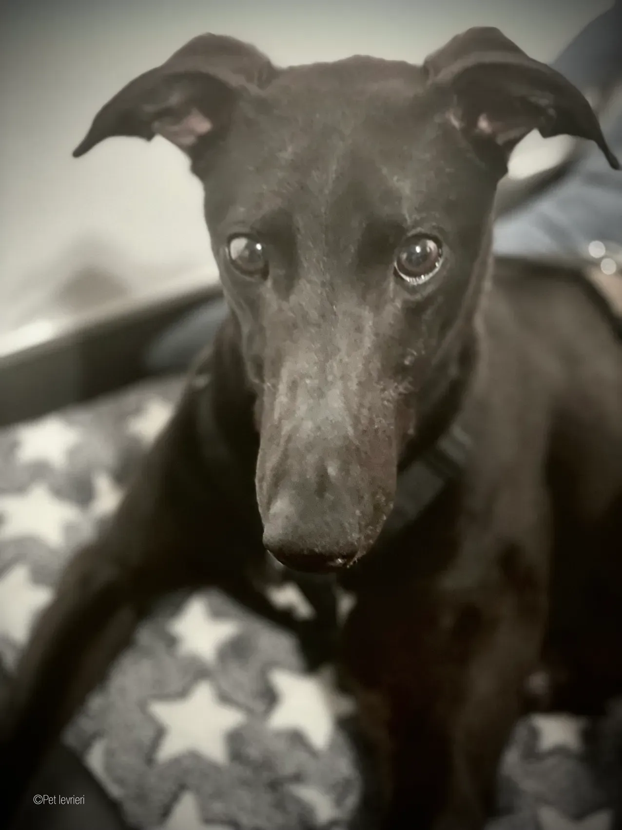 Zeeny greyhound blackdog dog levriero foster 20