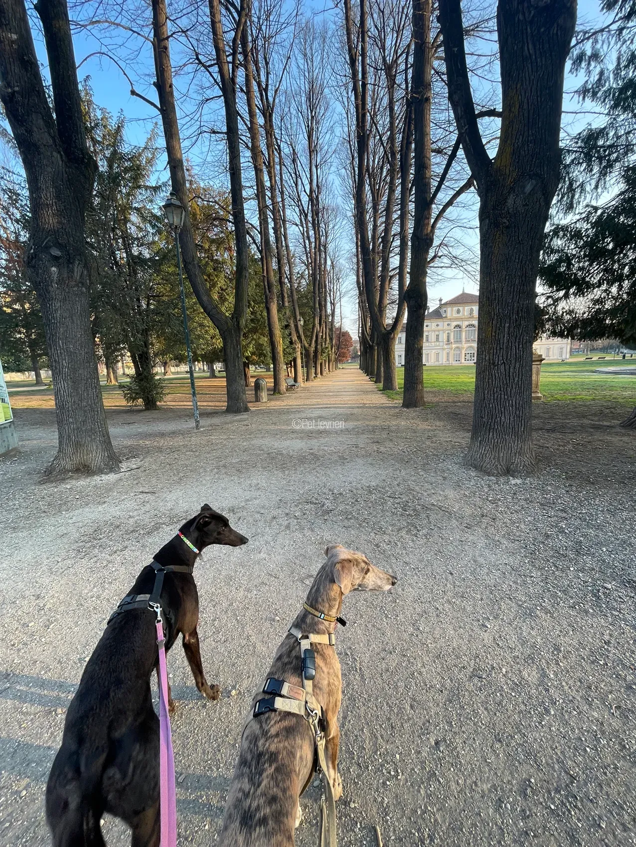 Zeeny greyhound blackdog dog levriero foster 21