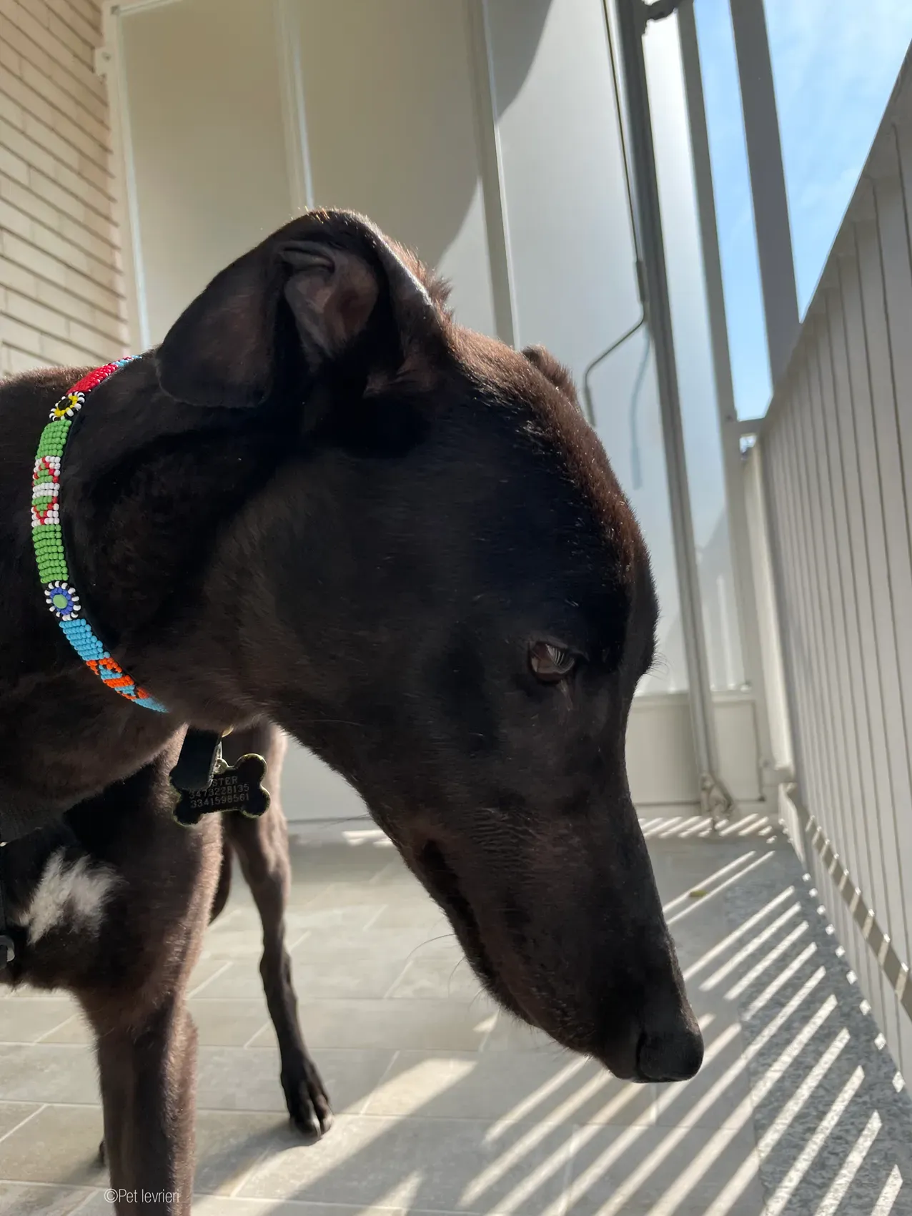 Zeeny greyhound blackdog dog levriero foster 22