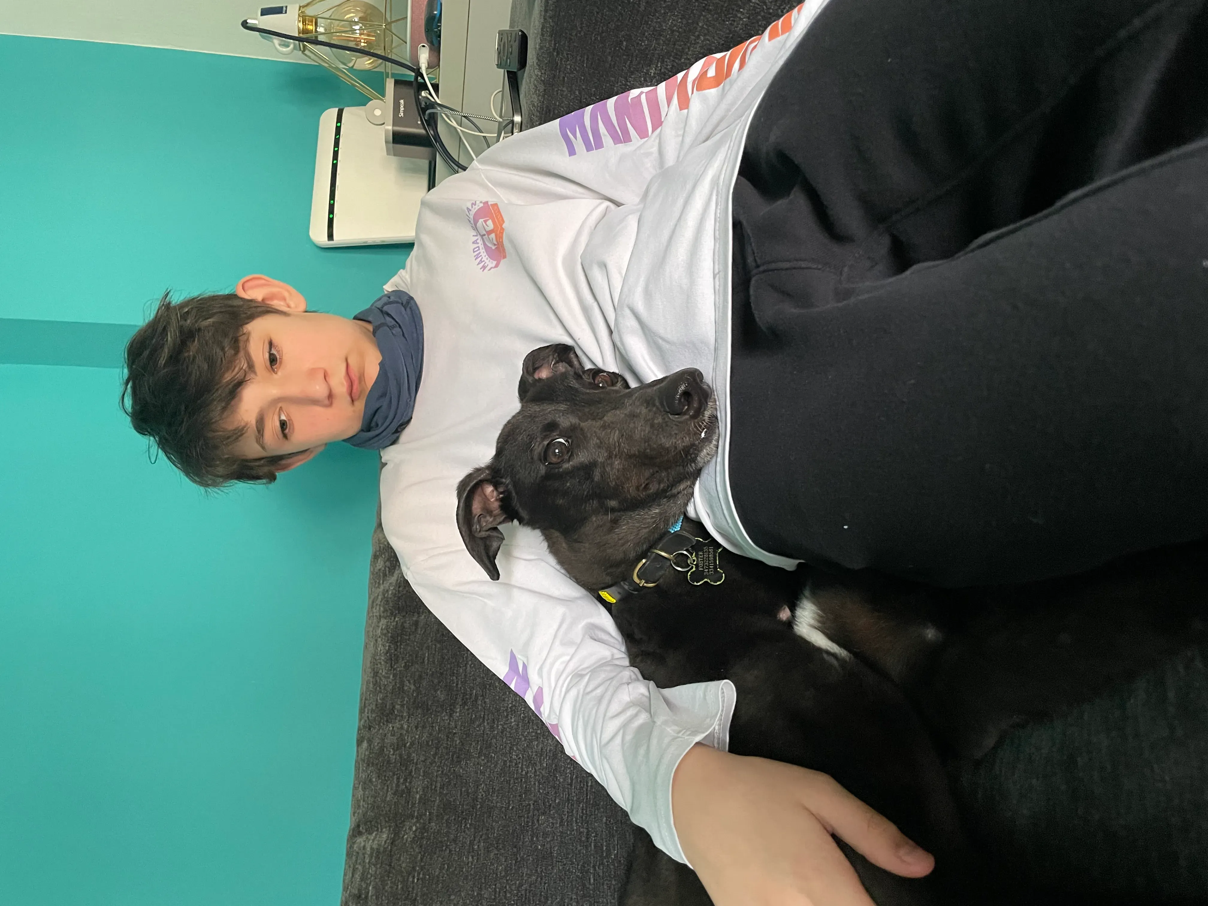 Zeeny greyhound blackdog dog levriero foster 23