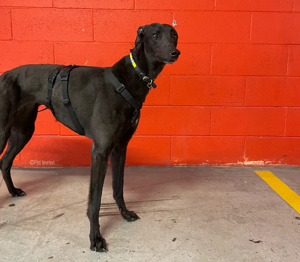 Zeeny greyhound blackdog dog levriero foster 24