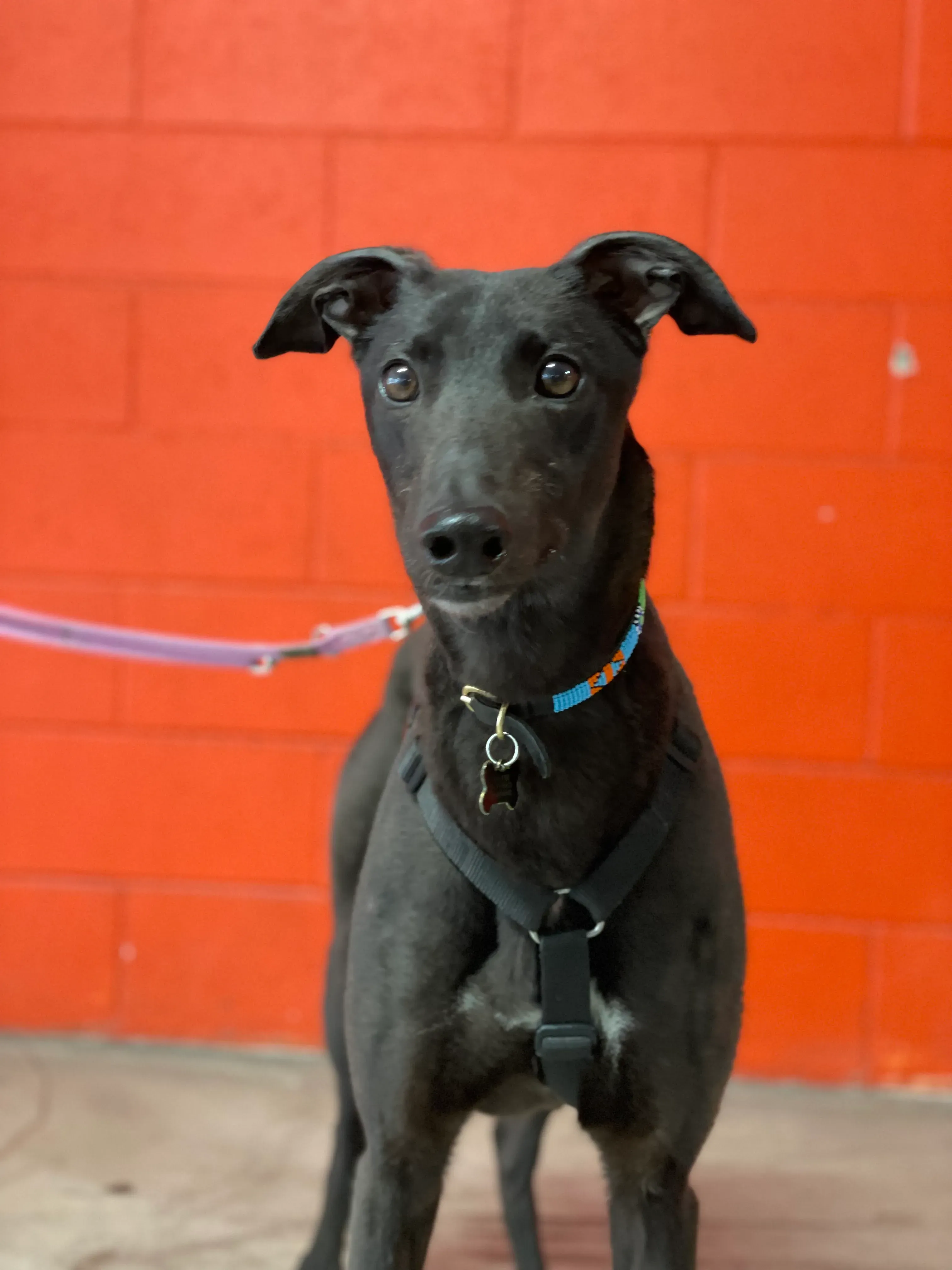 Zeeny greyhound blackdog dog levriero foster 25