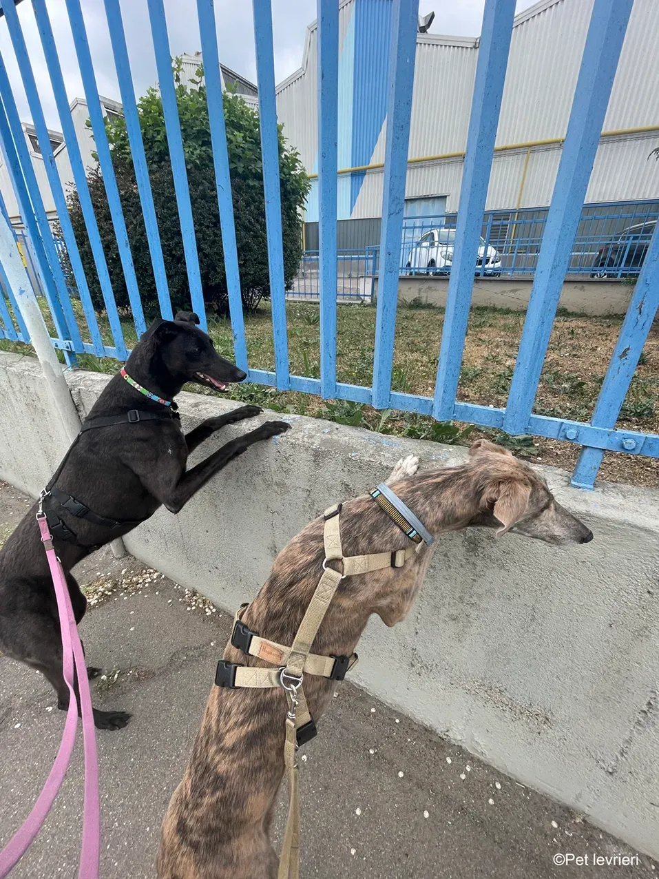 Zeeny greyhound blackdog dog levriero foster 27