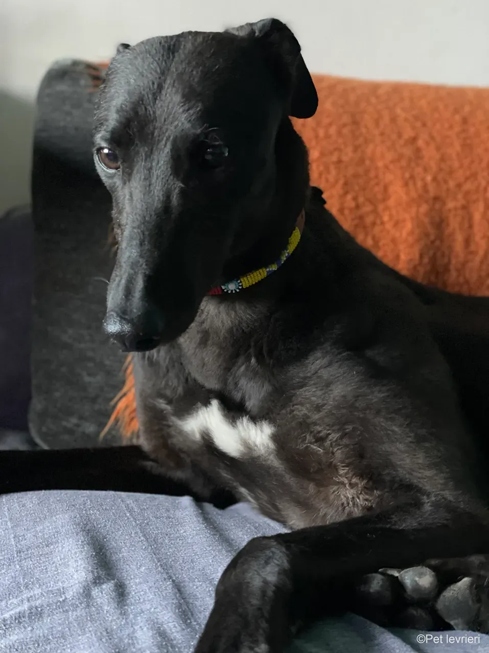 Zeeny greyhound blackdog dog levriero foster 28