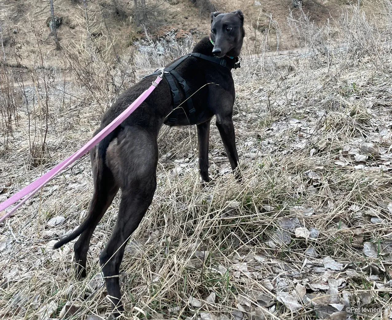 Zeeny greyhound blackdog dog levriero foster 29
