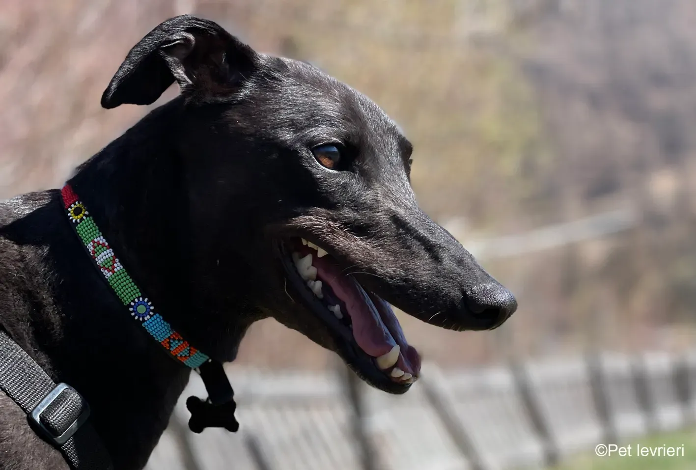 Zeeny greyhound blackdog dog levriero foster 30
