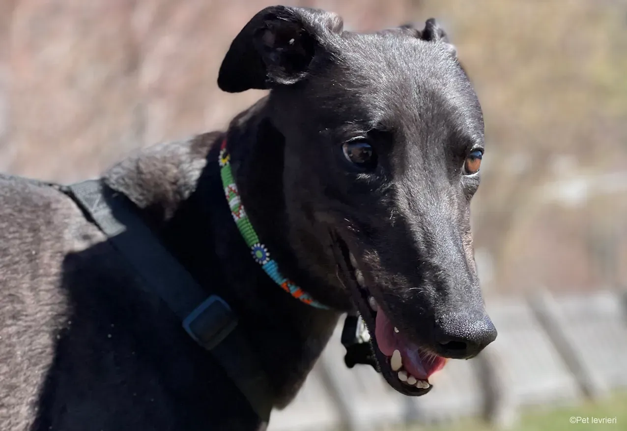 Zeeny greyhound blackdog dog levriero foster 31