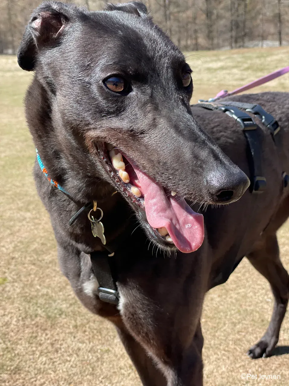 Zeeny greyhound blackdog dog levriero foster 32