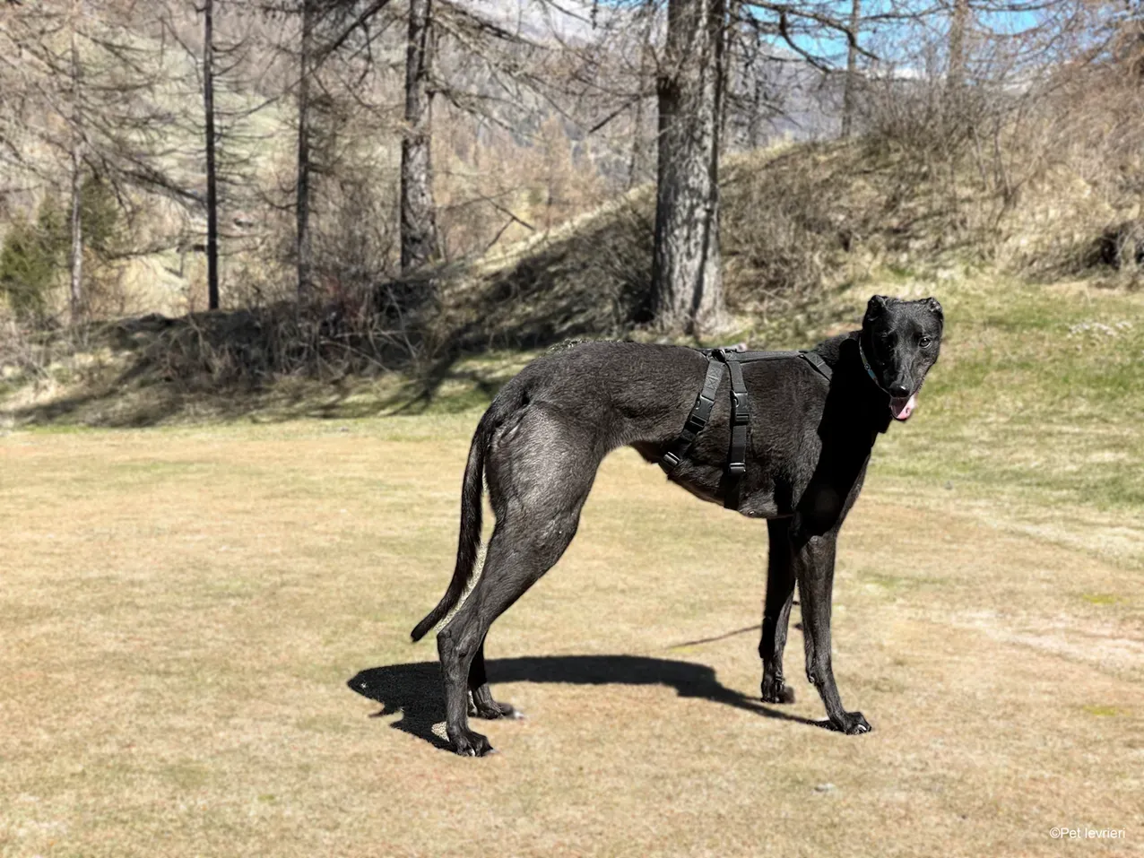 Zeeny greyhound blackdog dog levriero foster 33