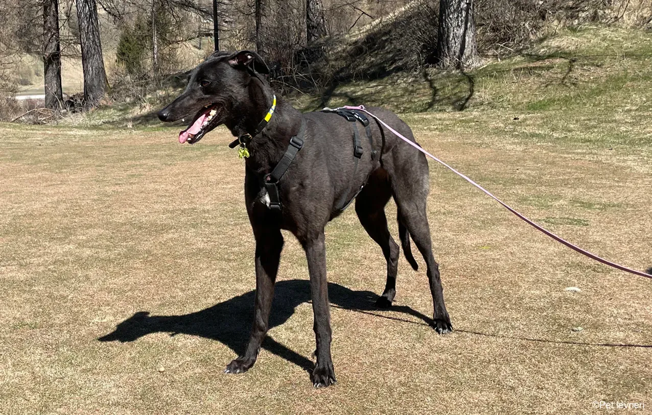 Zeeny greyhound blackdog dog levriero foster 34