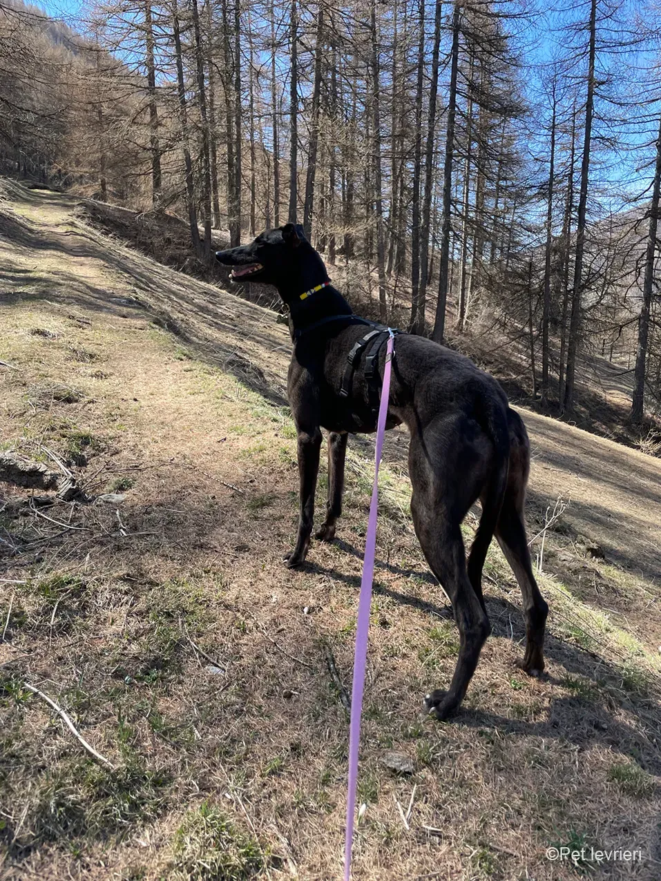 Zeeny greyhound blackdog dog levriero foster 35