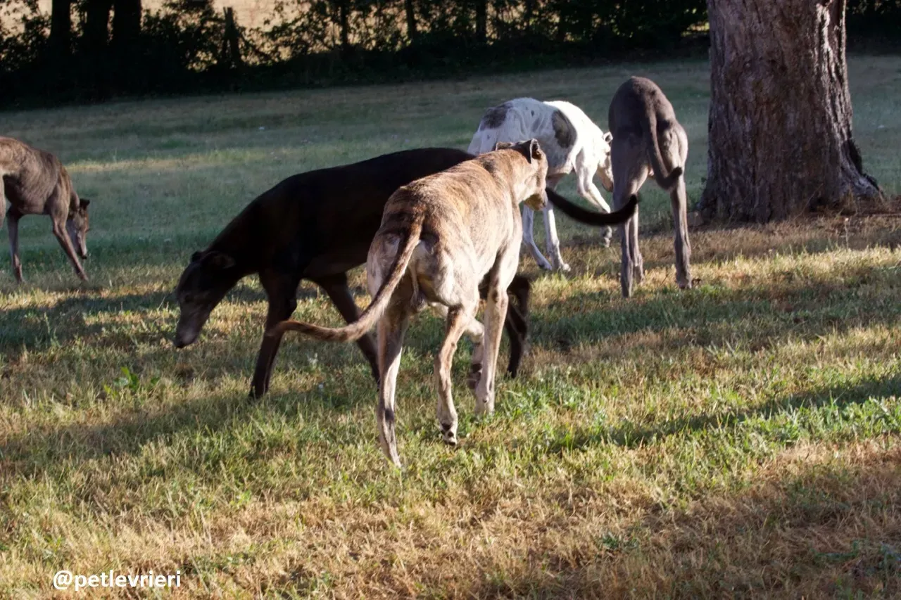 Zen greyhound macao 1