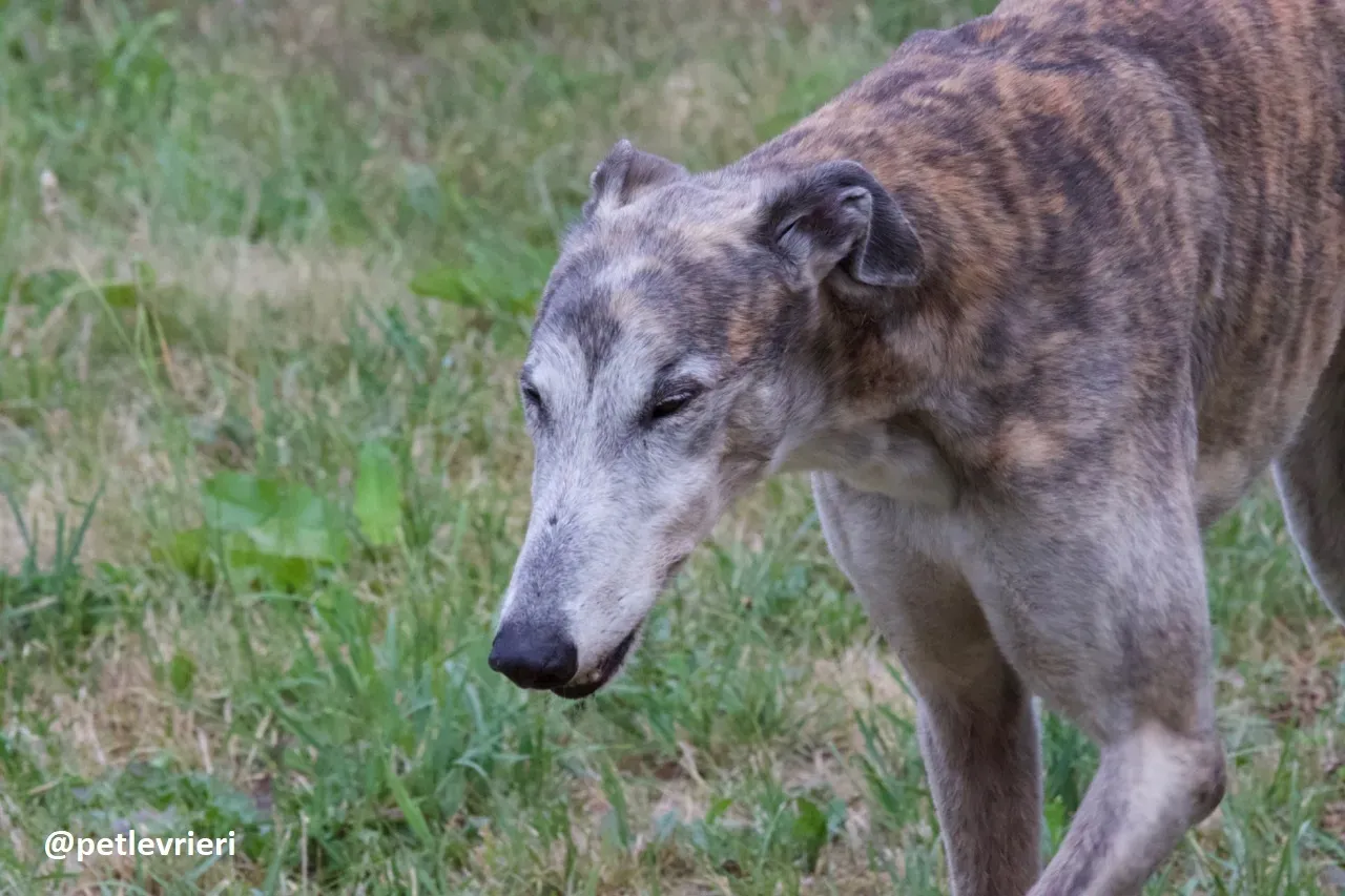 Zen greyhound macao 2