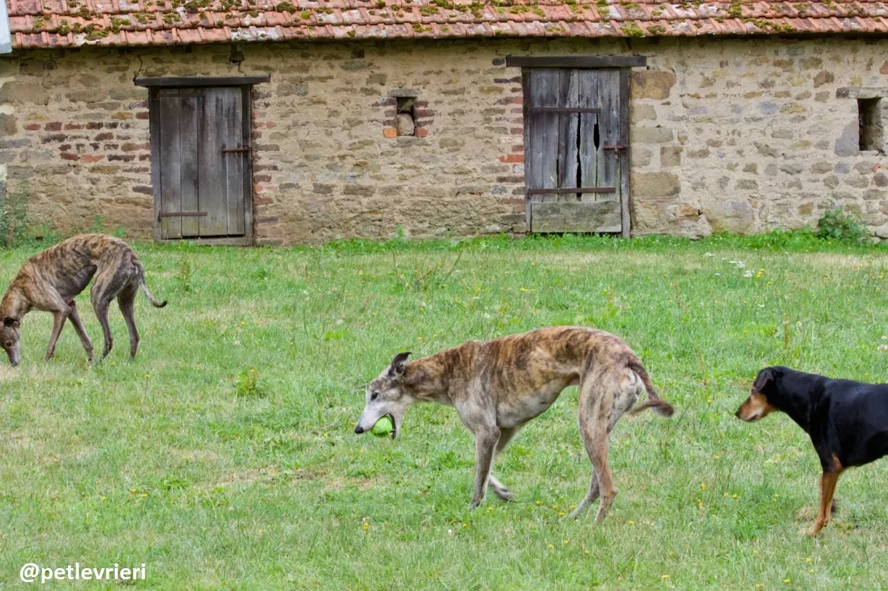 Zen greyhound macao 4