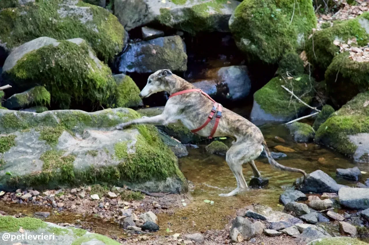 Zen greyhound macao 5