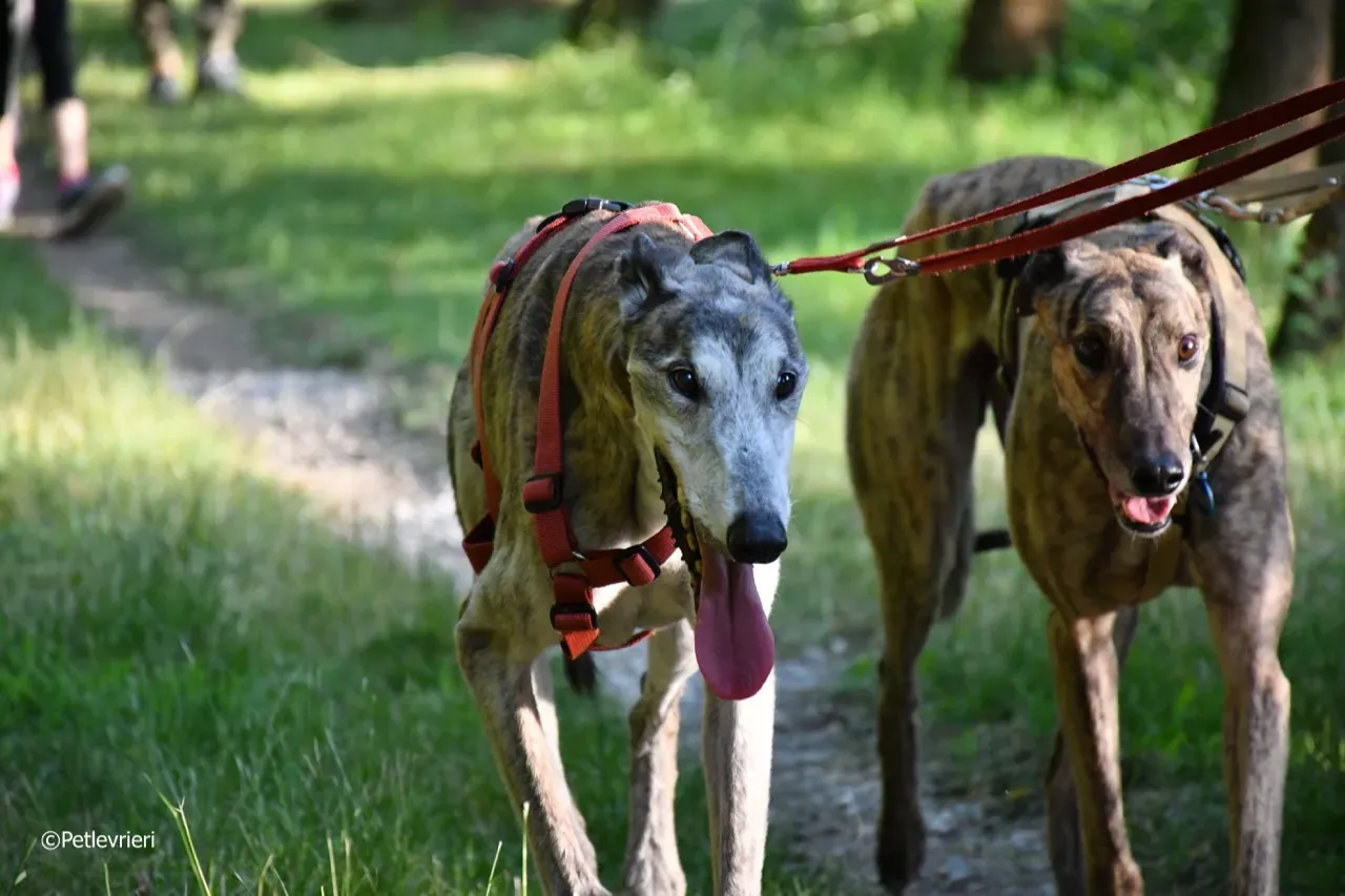 Zen greyhound macao 6