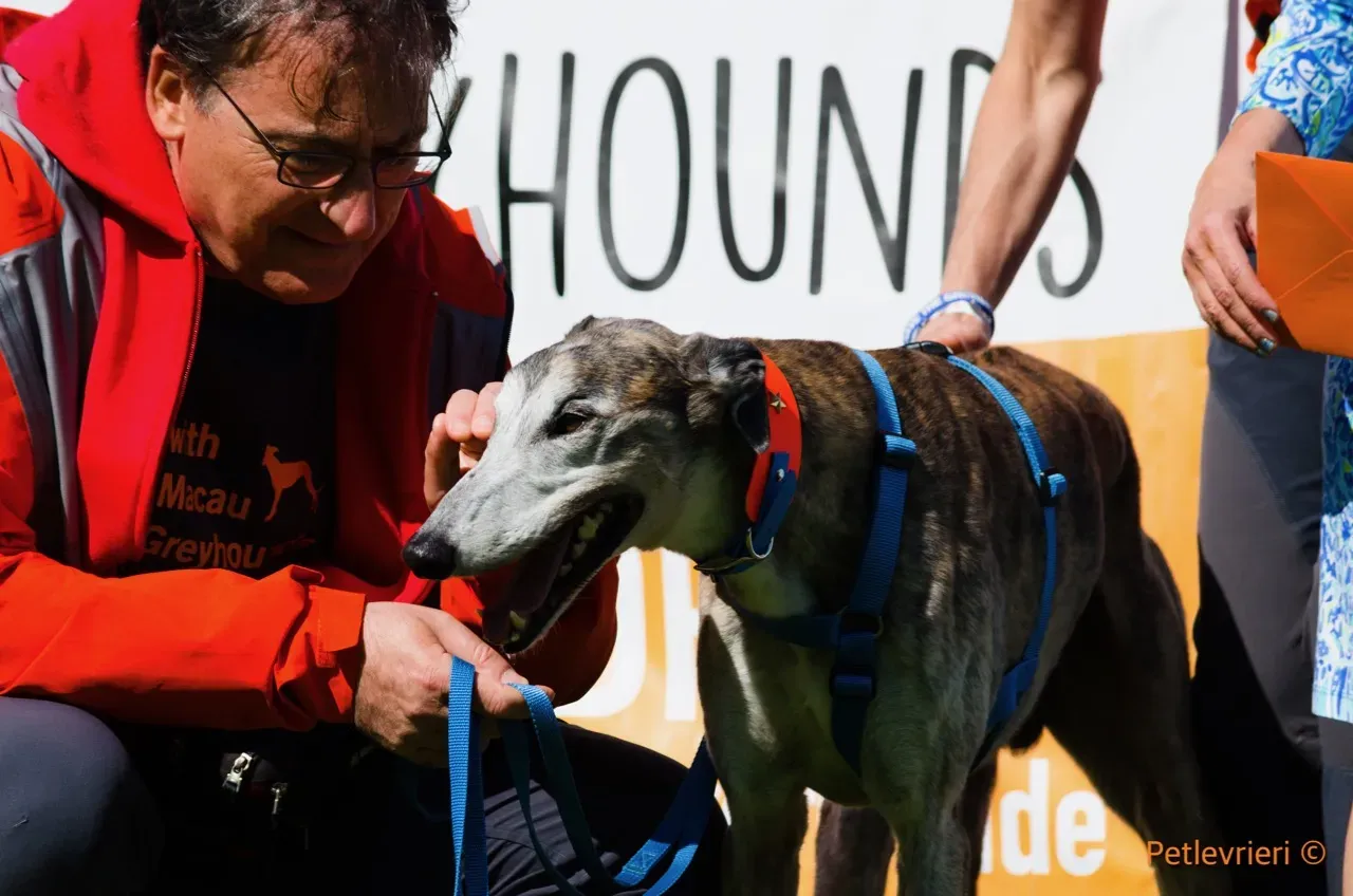 Zen greyhound macao 7