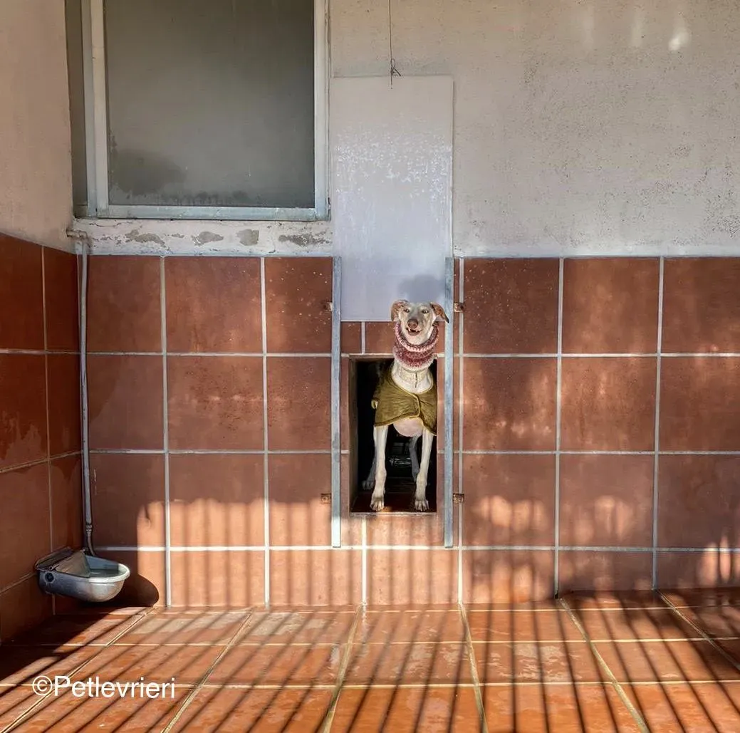 Zenobia adozione levrieri galgo 01