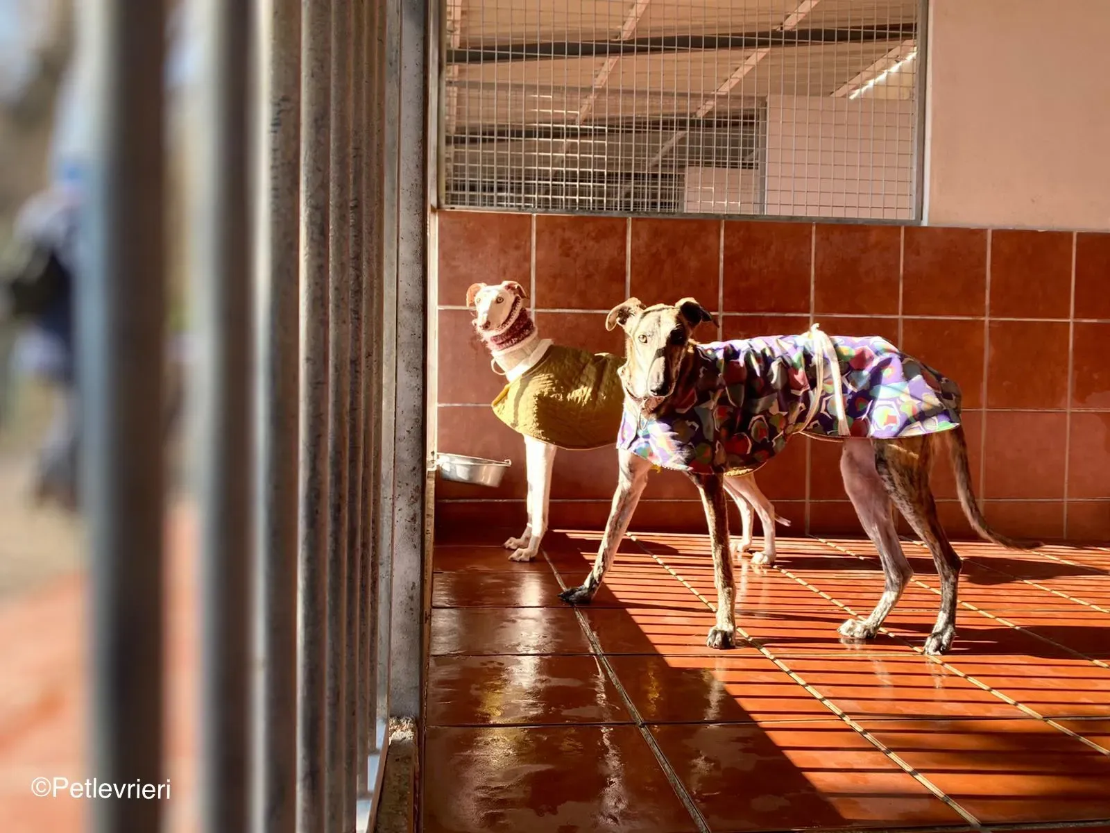 Zenobia adozione levrieri galgo 01 1