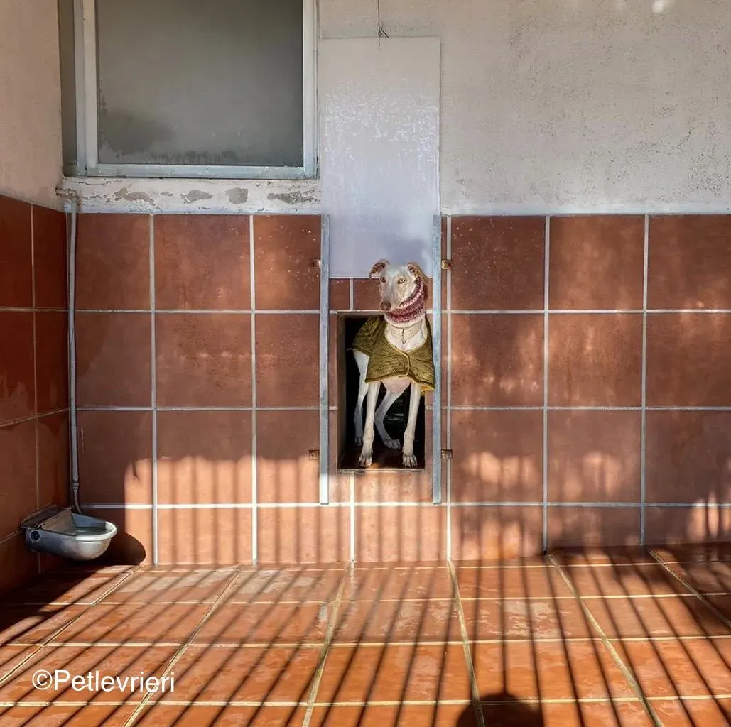 Zenobia adozione levrieri galgo 02