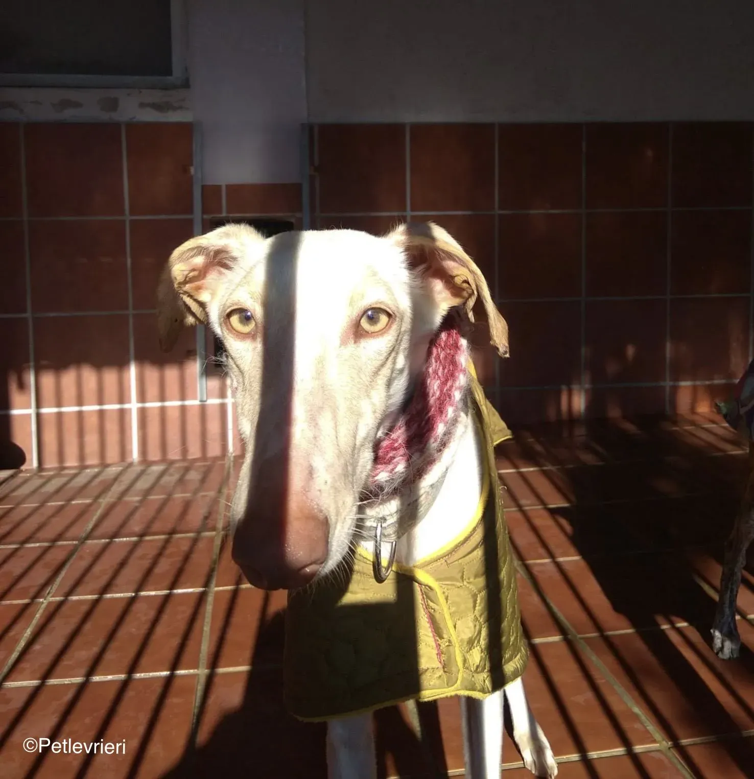 Zenobia adozione levrieri galgo 03