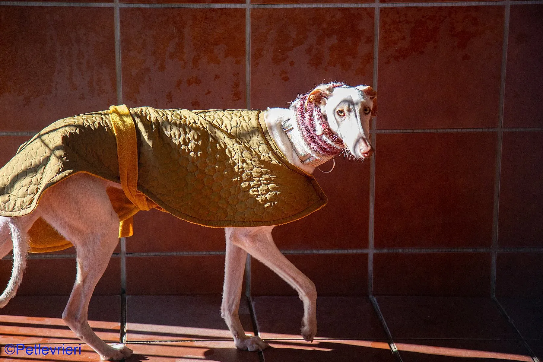 Zenobia adozione levrieri galgo 04