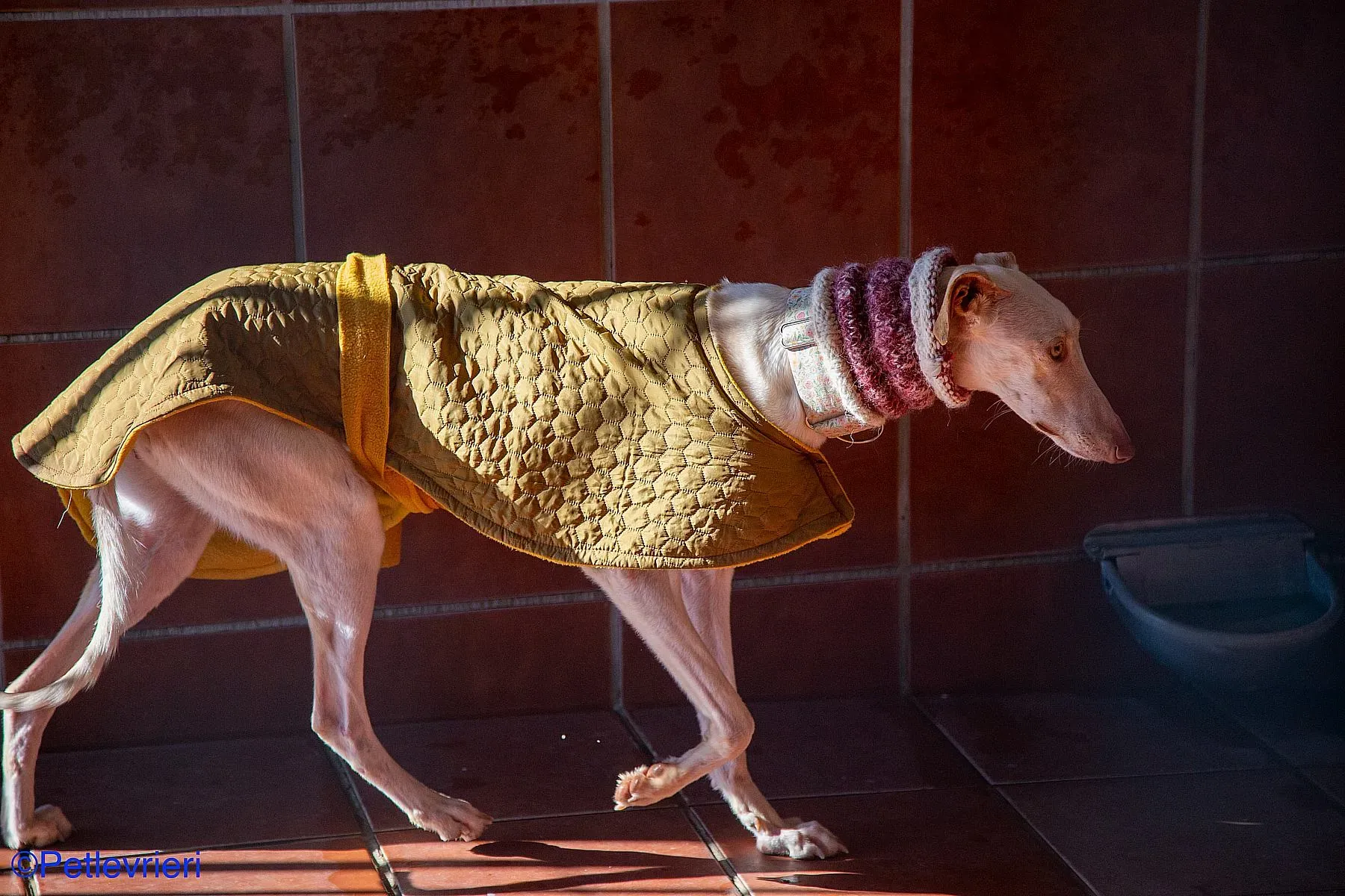 Zenobia adozione levrieri galgo 01