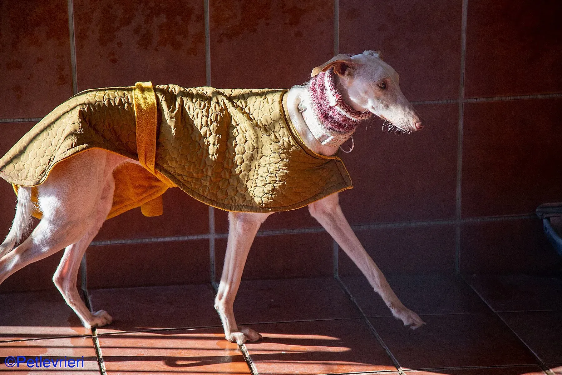 Zenobia adozione levrieri galgo 02
