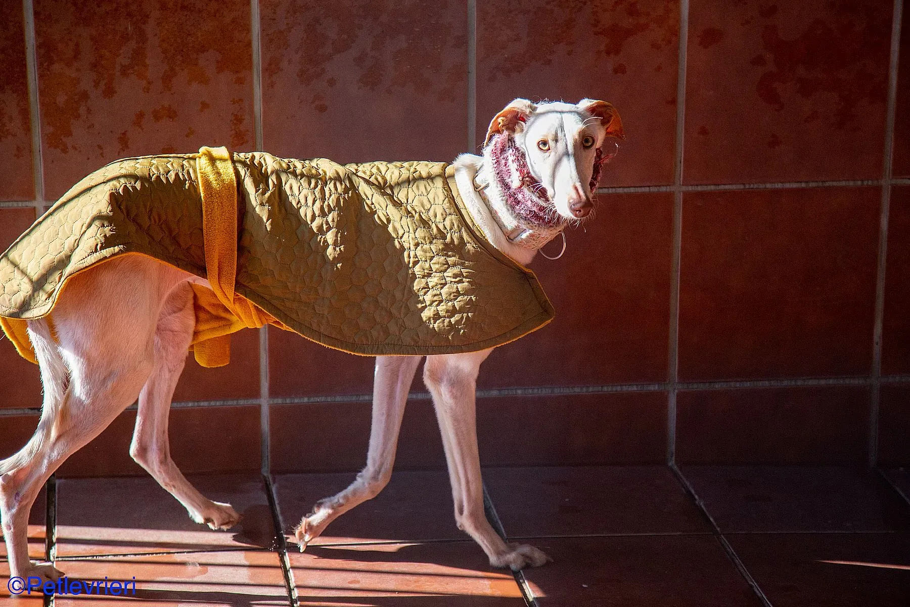 Zenobia adozione levrieri galgo 03