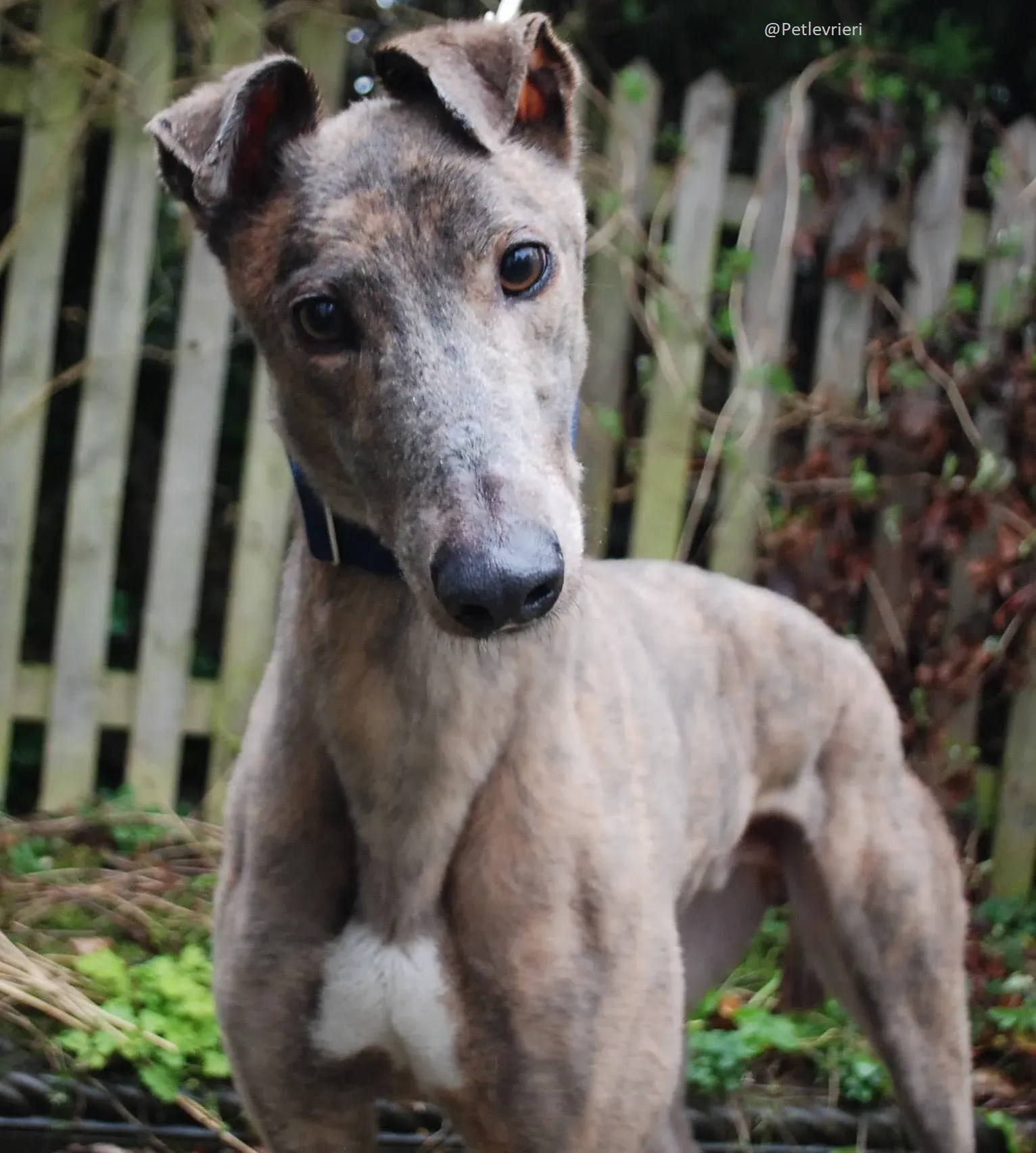 Zinc Greyhound Adozione Levrieri 1