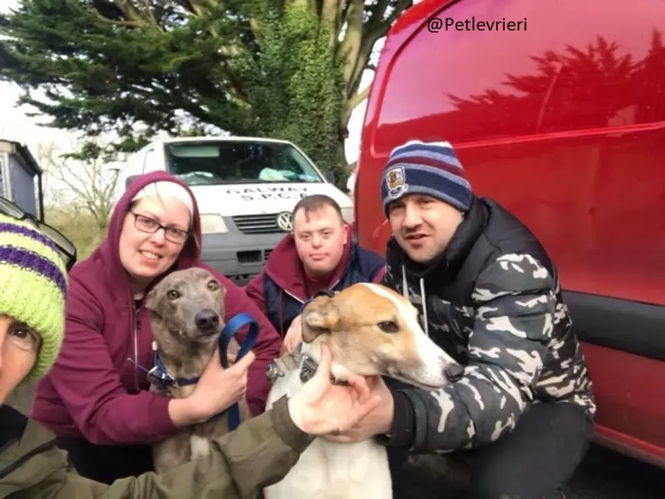 Zinc Greyhound Adozione Levrieri 2