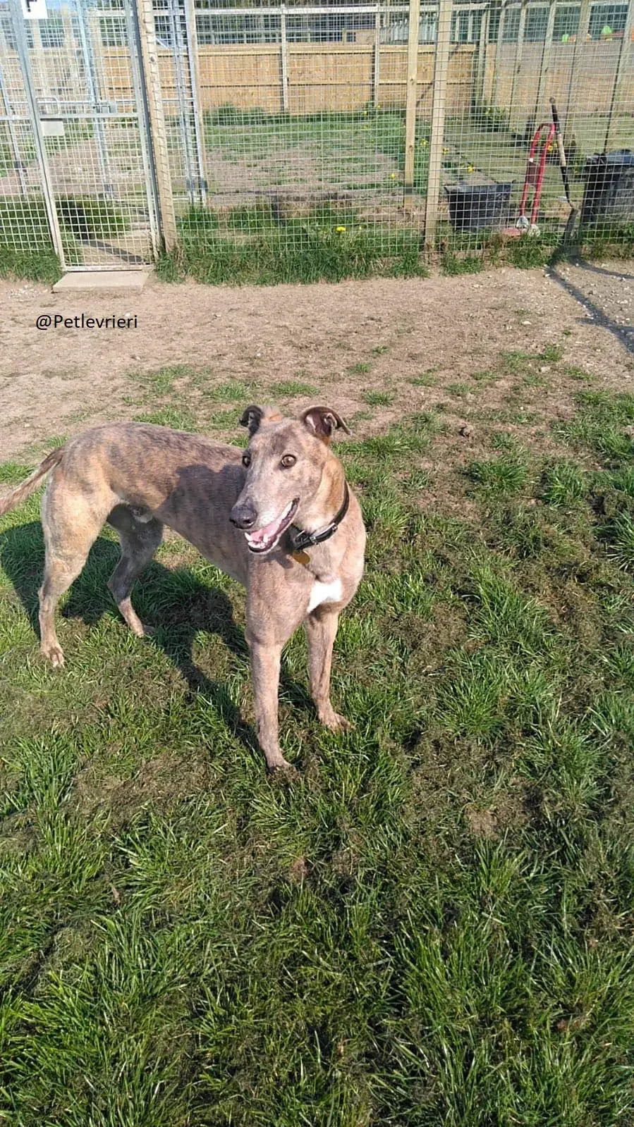 Zinc   Greyhound Male Adozione Levrieri 1 1