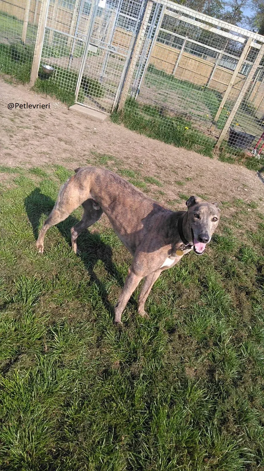 Zinc   Greyhound Male Adozione Levrieri 1 2