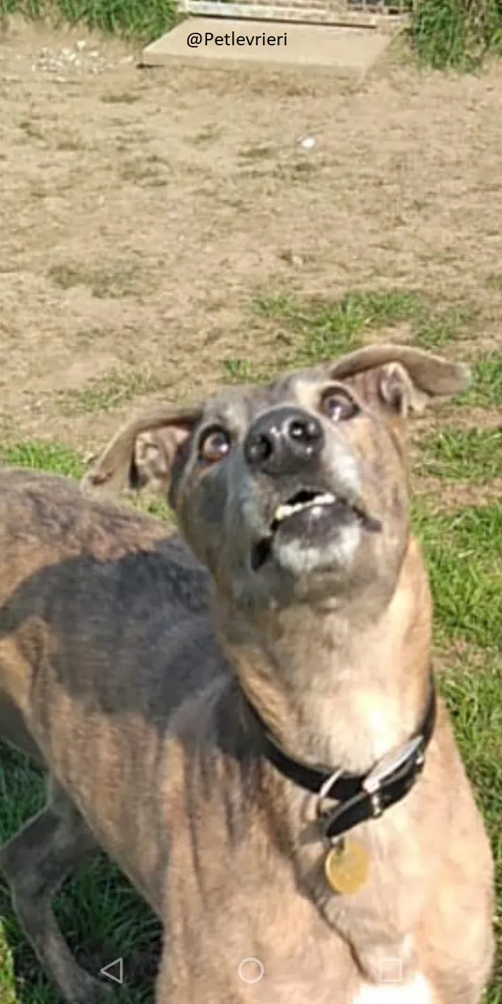 Zinc   Greyhound Male Adozione Levrieri 1 3