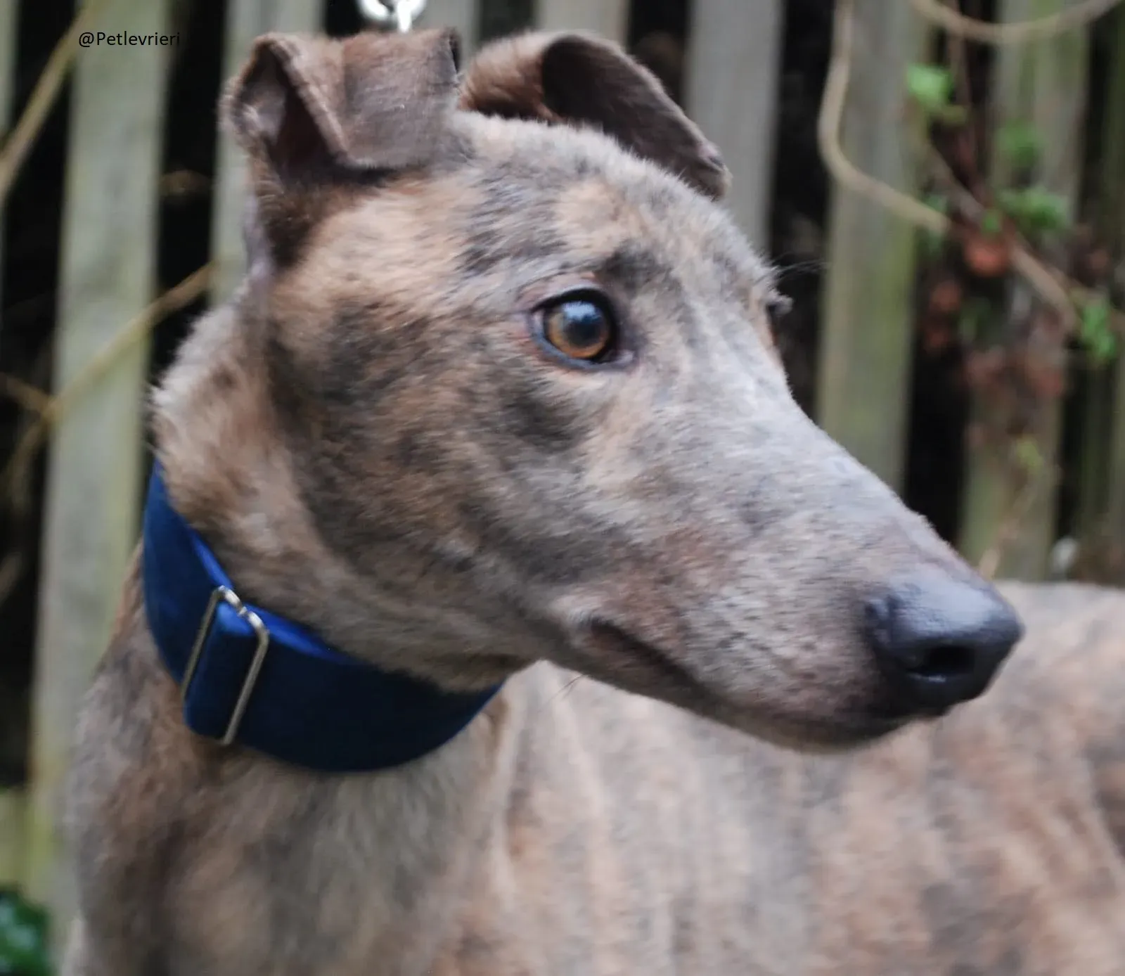 Zinc   Greyhound Male Adozione Levrieri 1