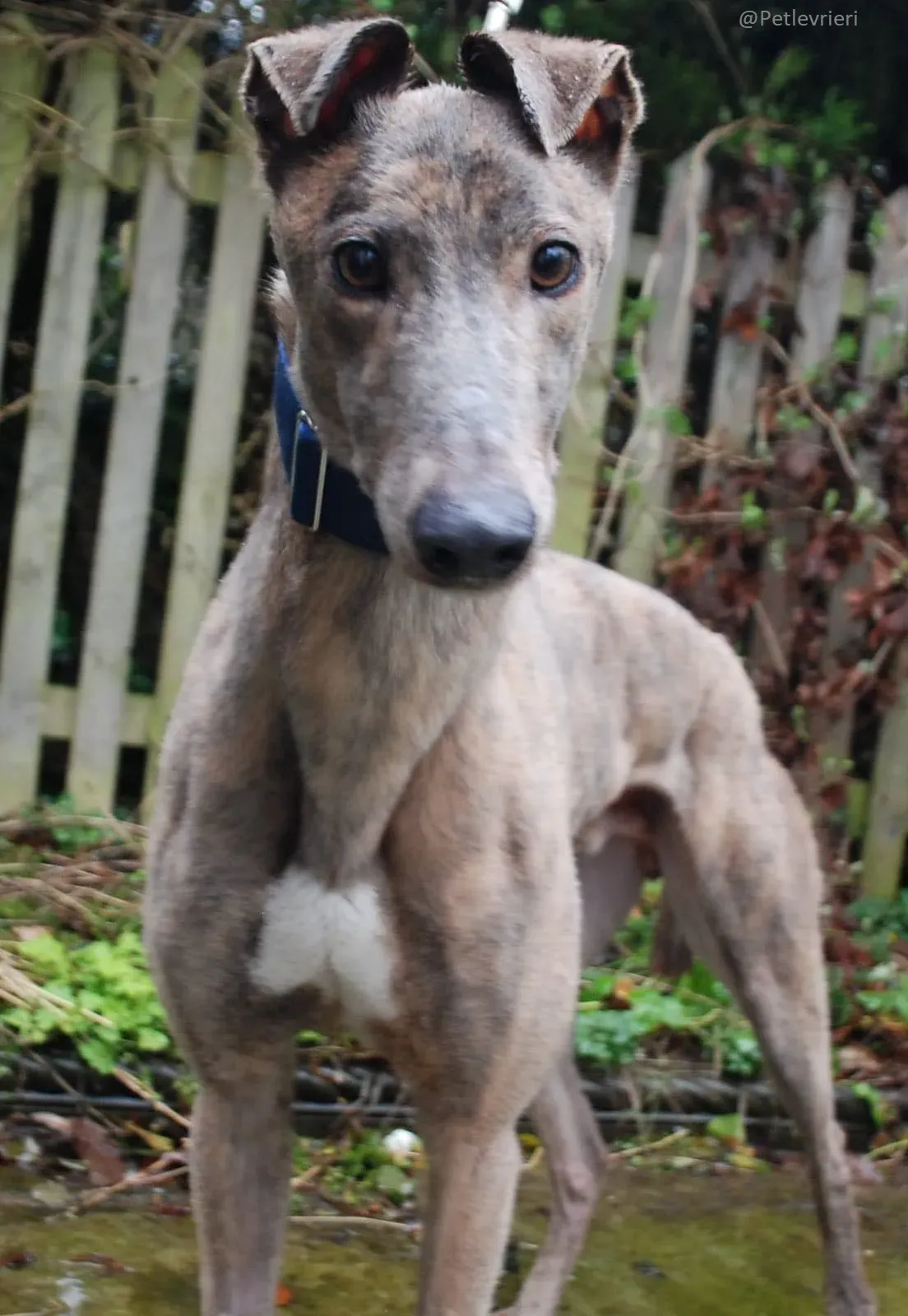 Zinc   Greyhound Male Adozione Levrieri 2