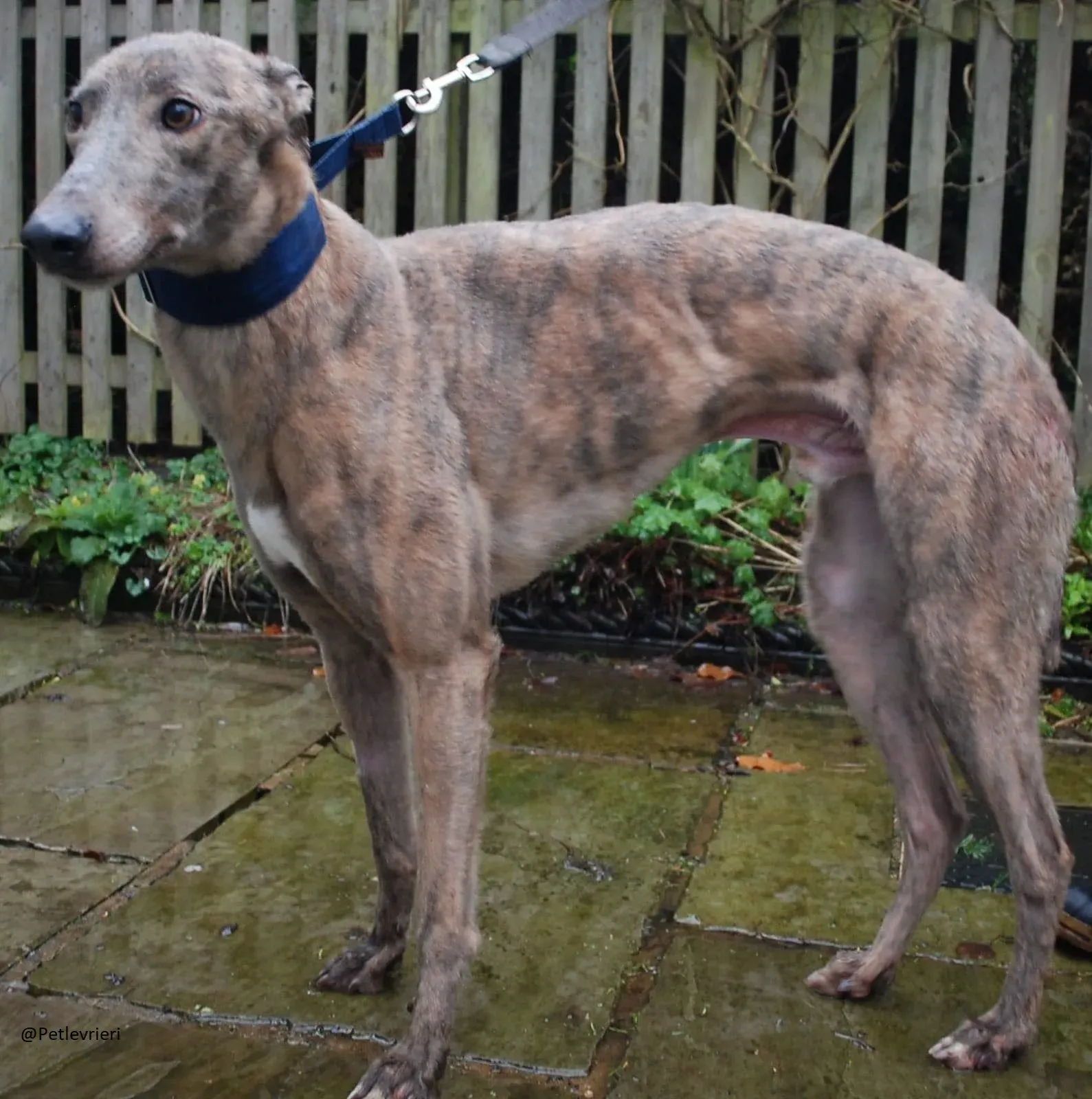 Zinc   Greyhound Male Adozione Levrieri 3