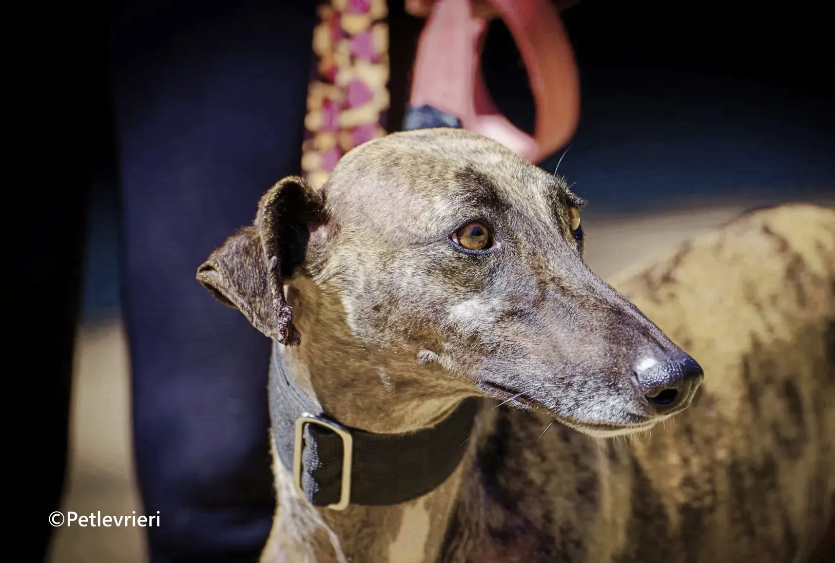 Zingara galgo adozione pet levrieri onlus 1 1