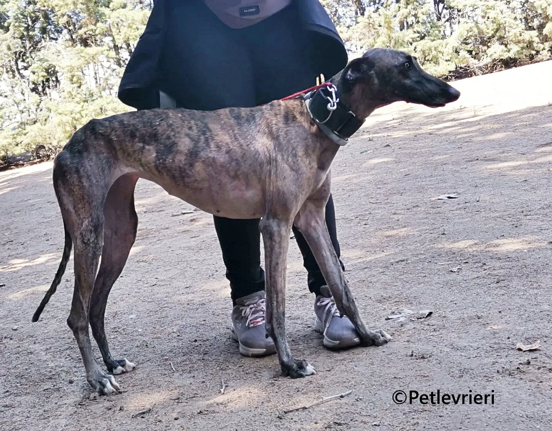 Zingara galgo adozione pet levrieri onlus 10