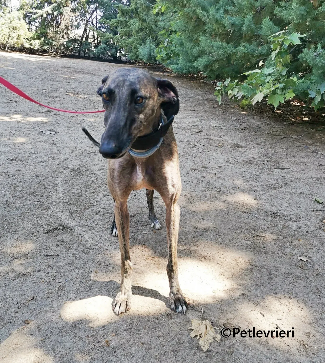 Zingara galgo adozione pet levrieri onlus 11